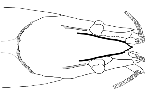 Procambarus virginalis