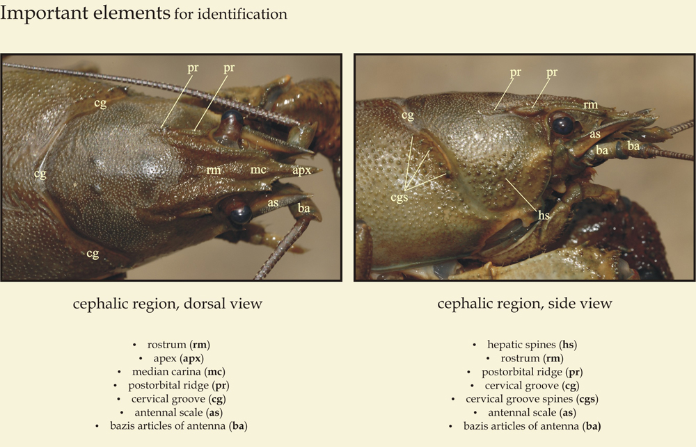 Cephalothorax identification details